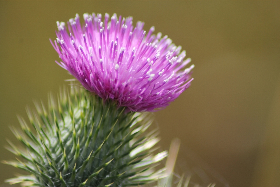 Sharp anlage fotografie blume