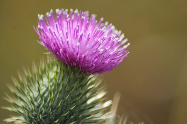 Sharp 植物 写真撮影 花 写真