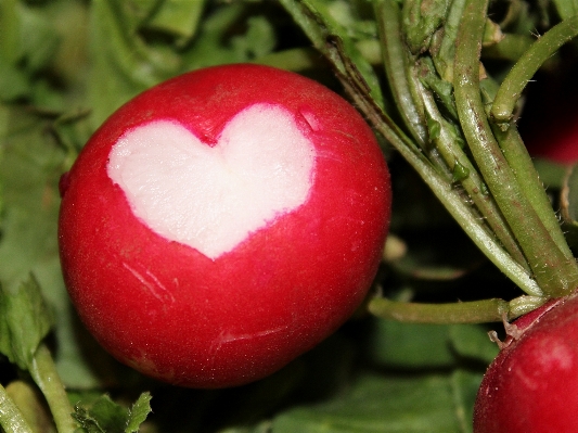 Nature plant fruit flower Photo