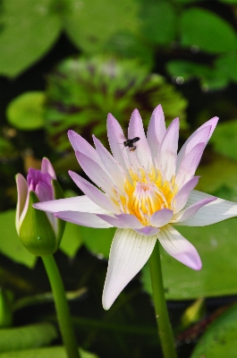 Natur blüte anlage blume Foto