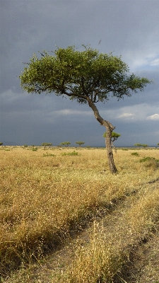 Foto Paesaggio albero natura erba