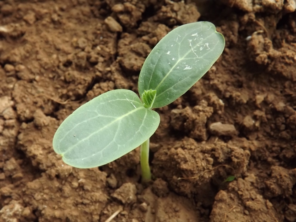 Planta hoja flor alimento