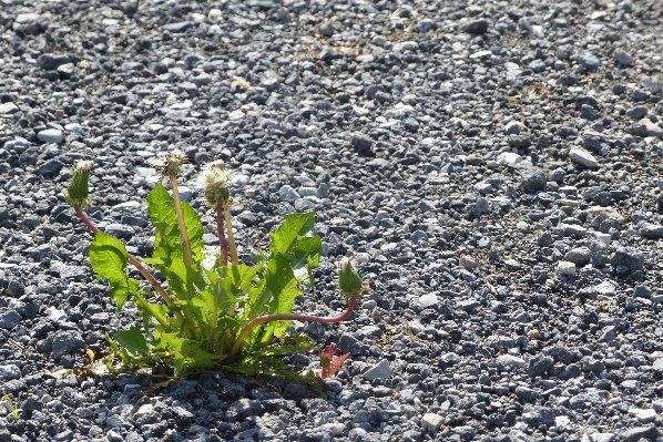 Nature grass plant dandelion Photo