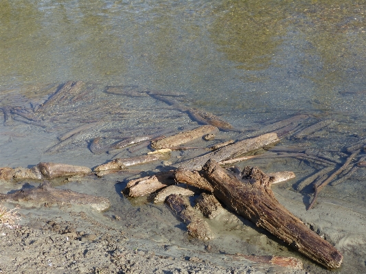 Driftwood tree water nature Photo