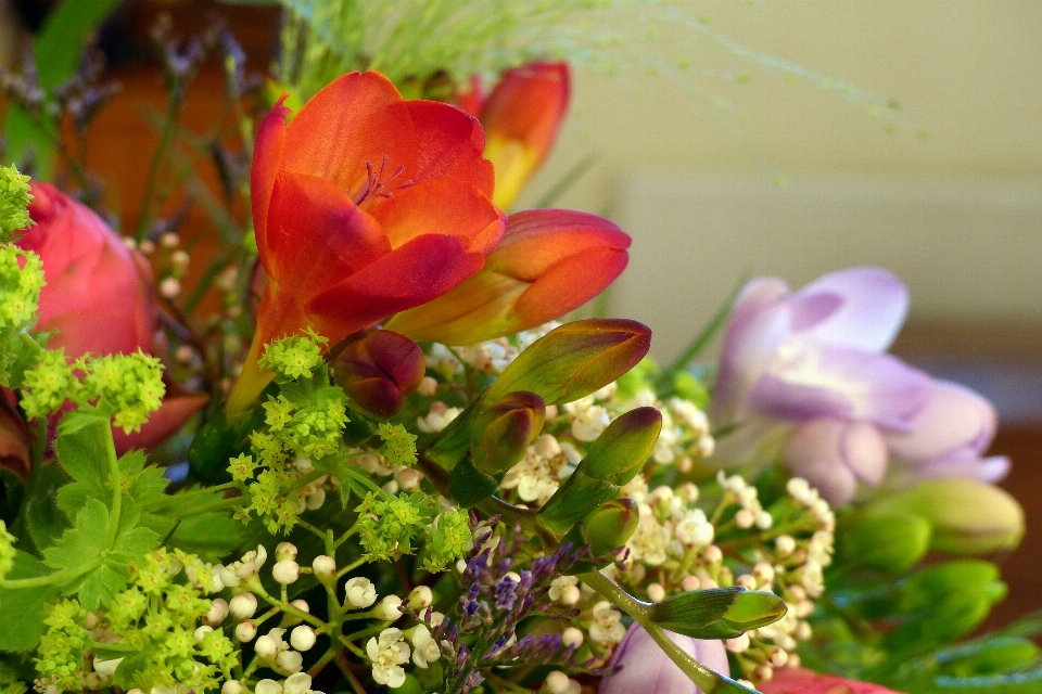 Nature blossom plant flower