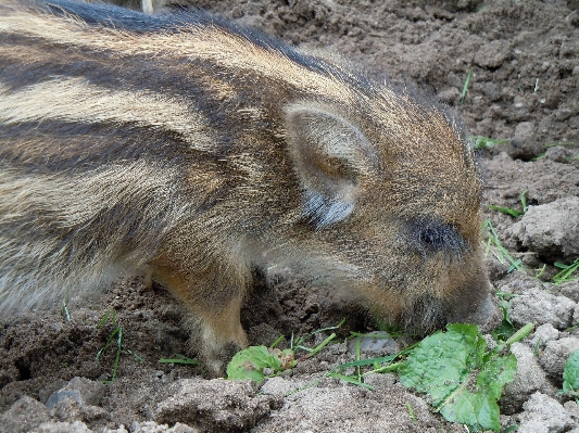 야생 동물 동물원 포유 fauna 사진