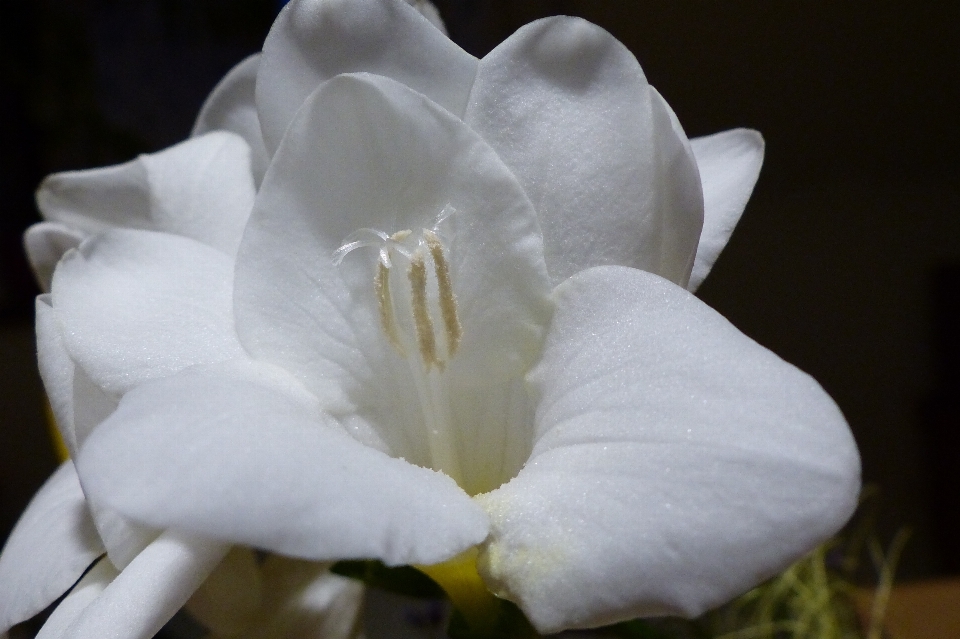 Nature fleurir usine blanc