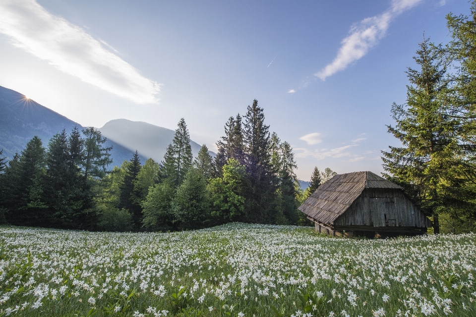 Paesaggio natura erba selvaggia
