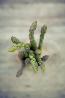 Nature branch blossom plant Photo