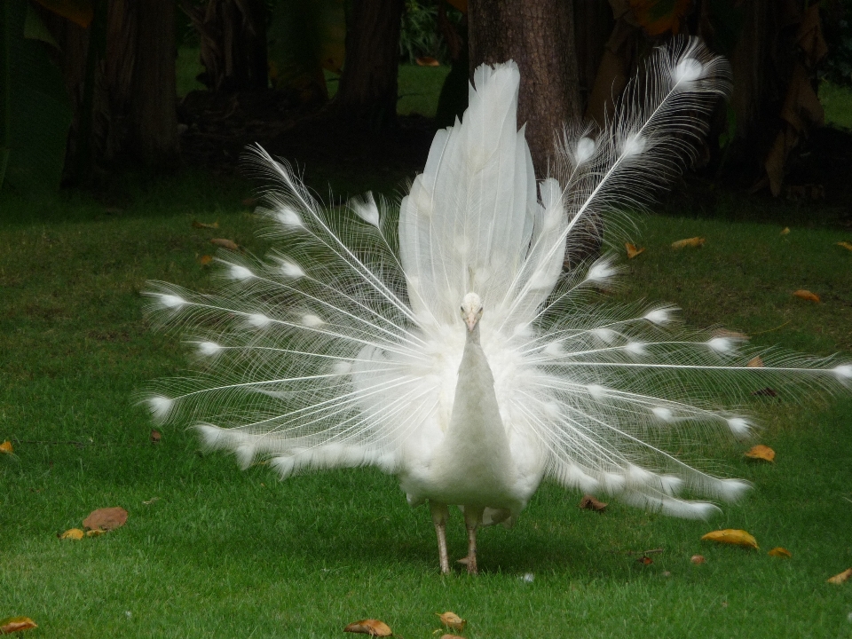 Herbe oiseau aile feuille