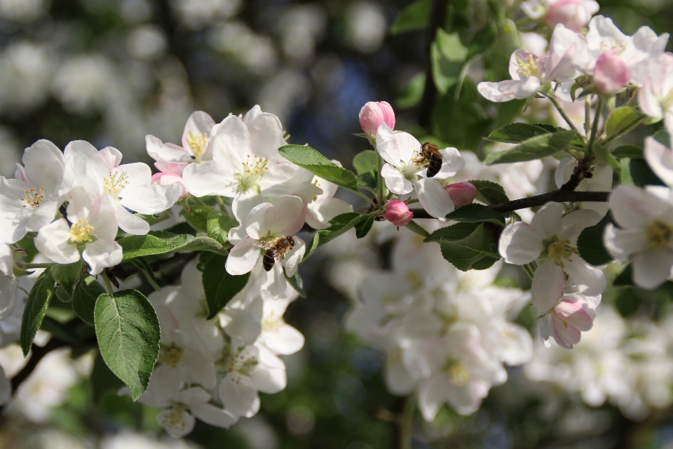 Apple пейзаж дерево природа