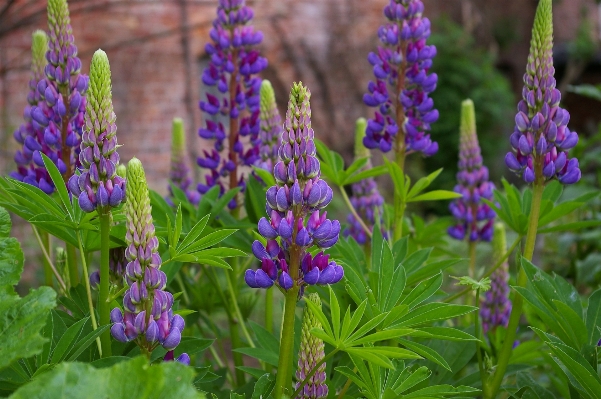 Nature blossom plant flower Photo