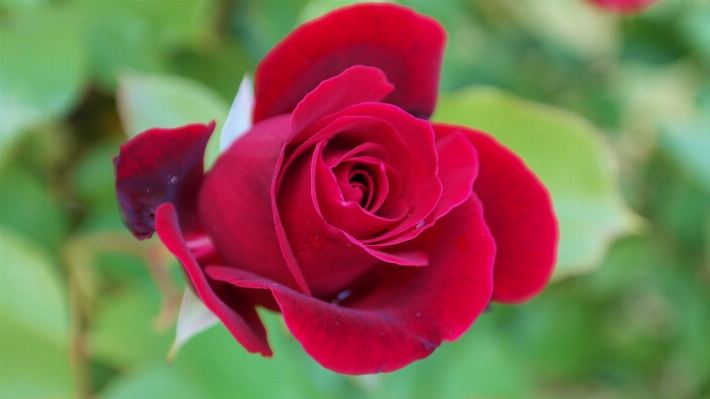 Blossom plant flower petal Photo