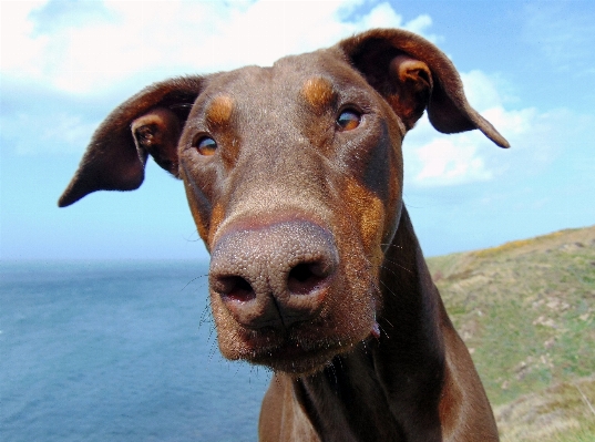 Coast dog seaside portrait Photo