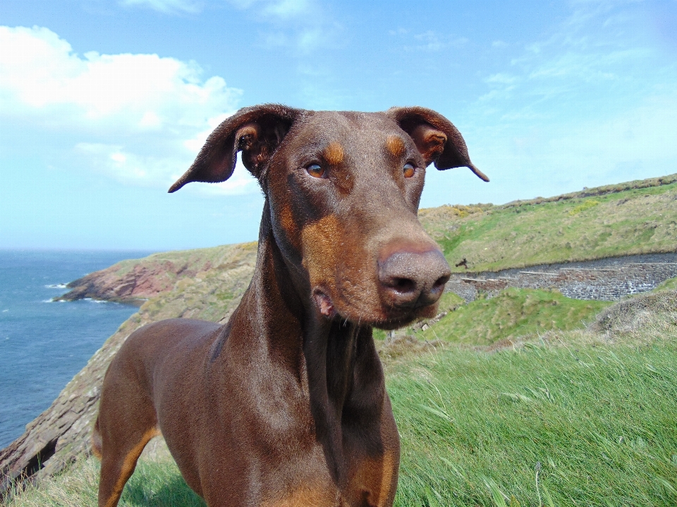 Köpek memeli tazı burun
