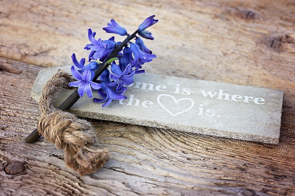 Blossom wood leaf flower Photo