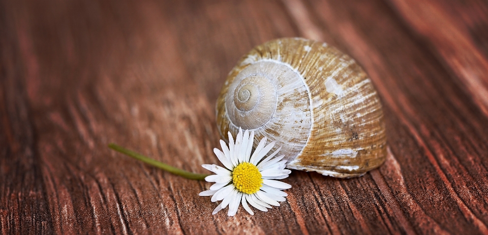 Natura fiore legna fotografia