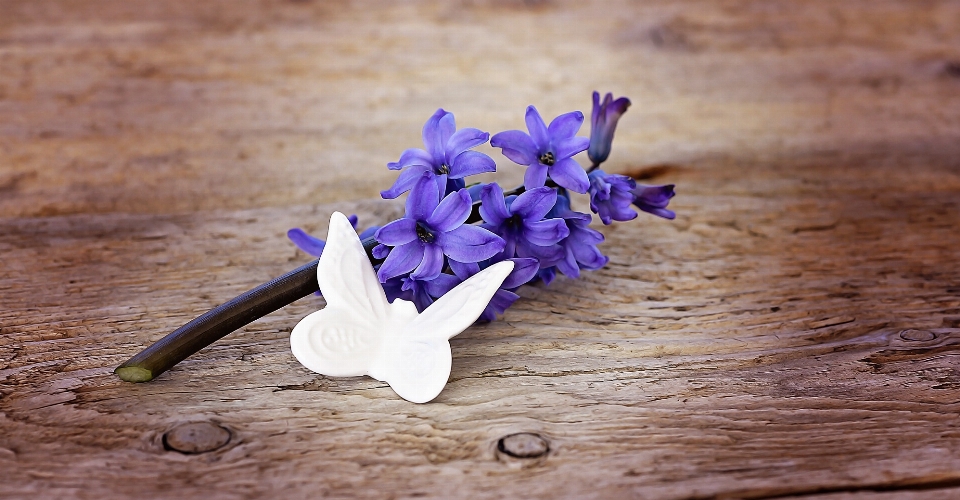 Plant wood leaf flower