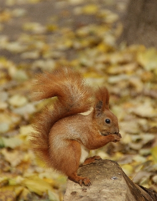 Nature wildlife food autumn Photo