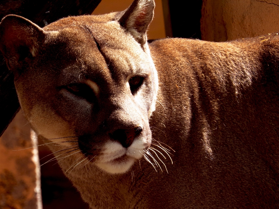 Naturaleza animal gato mamífero