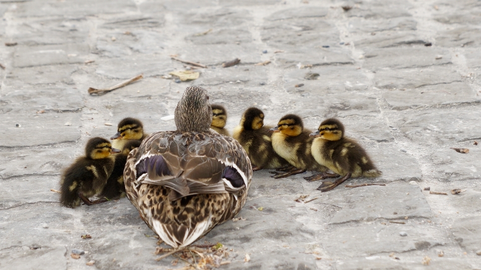 Oiseau faune jeune le bec