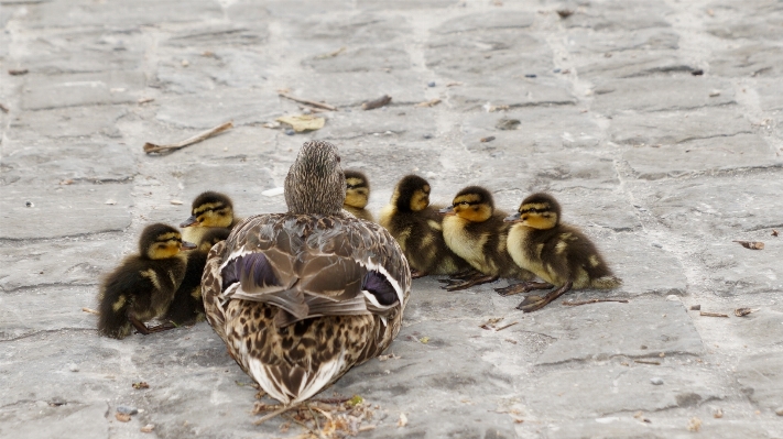 Bird wildlife young beak Photo