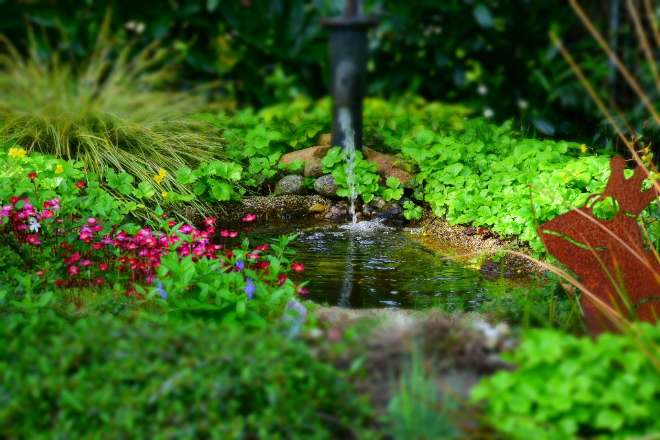 Agua naturaleza césped planta