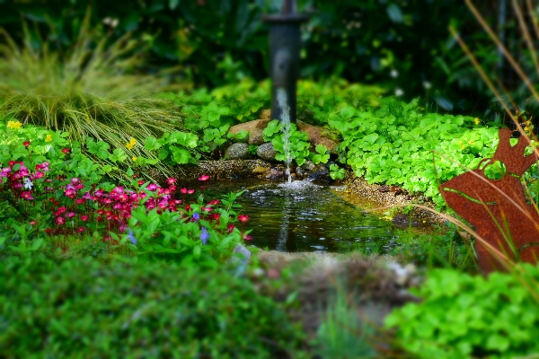 Water nature grass plant Photo