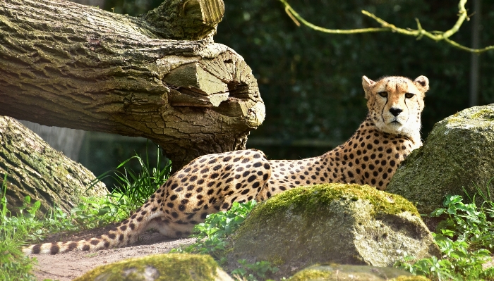 自然 動物 野生動物 野生 写真