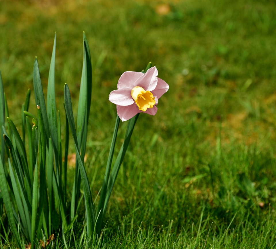 Rumput mekar tanaman bidang