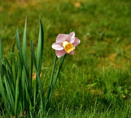 Grass blossom plant field Photo