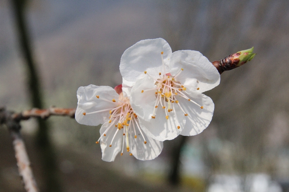 Natura ramo fiore pianta