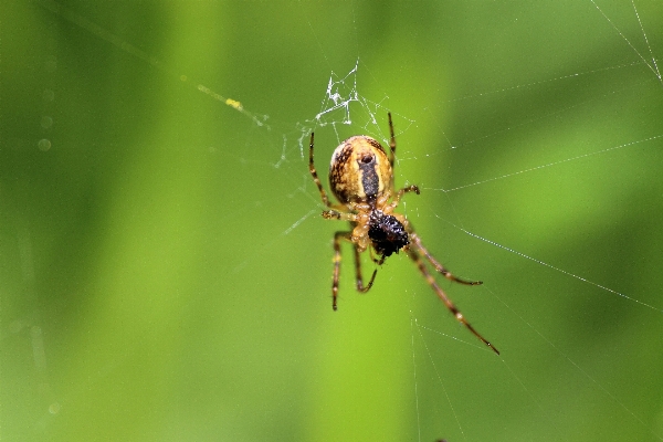 Doğa orman fotoğrafçılık yeşil Fotoğraf