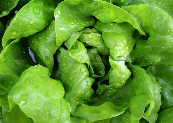 Foto Comida salada verde produzir