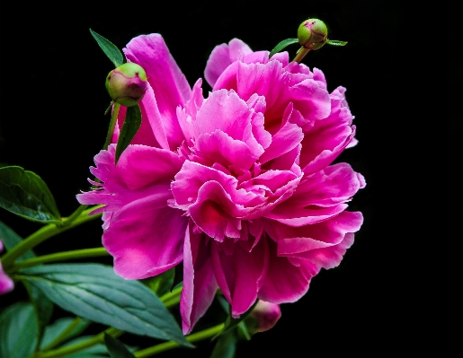 Blossom plant flower petal Photo