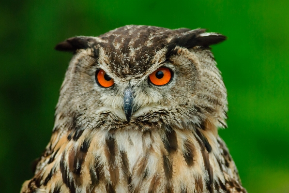 鳥 野生動物 嘴 フクロウ 写真