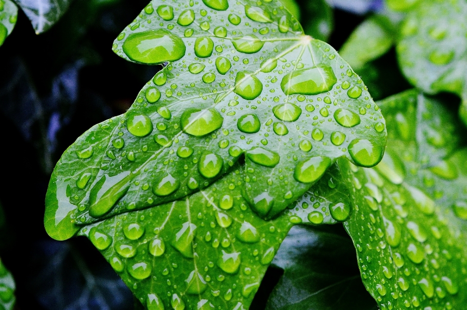 Water nature drop dew