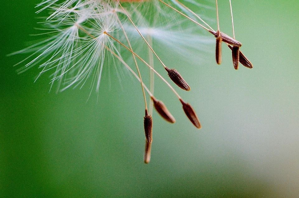 árvore natureza grama filial