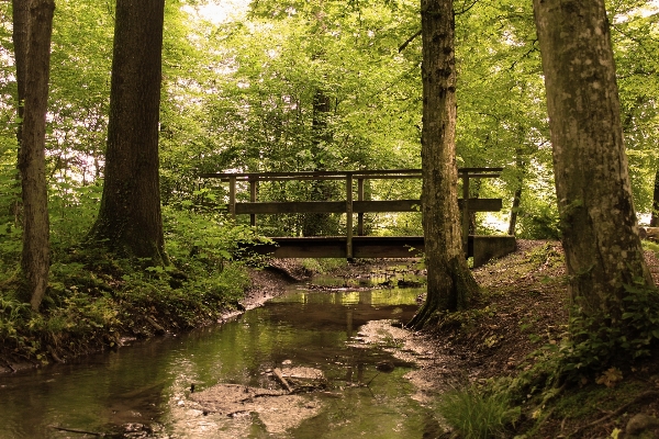 Tree nature forest grass Photo