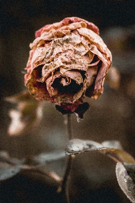 Natur zweig blüte anlage Foto