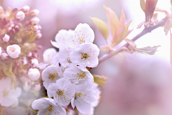 Nature branch blossom plant Photo