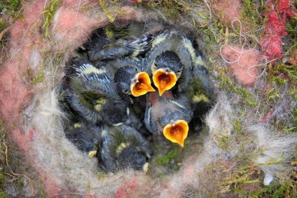 自然 鳥 花 かわいい 写真