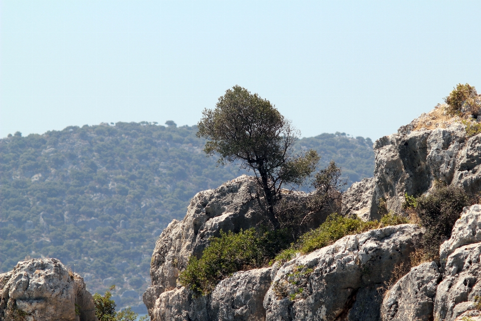 Paysage mer côte arbre