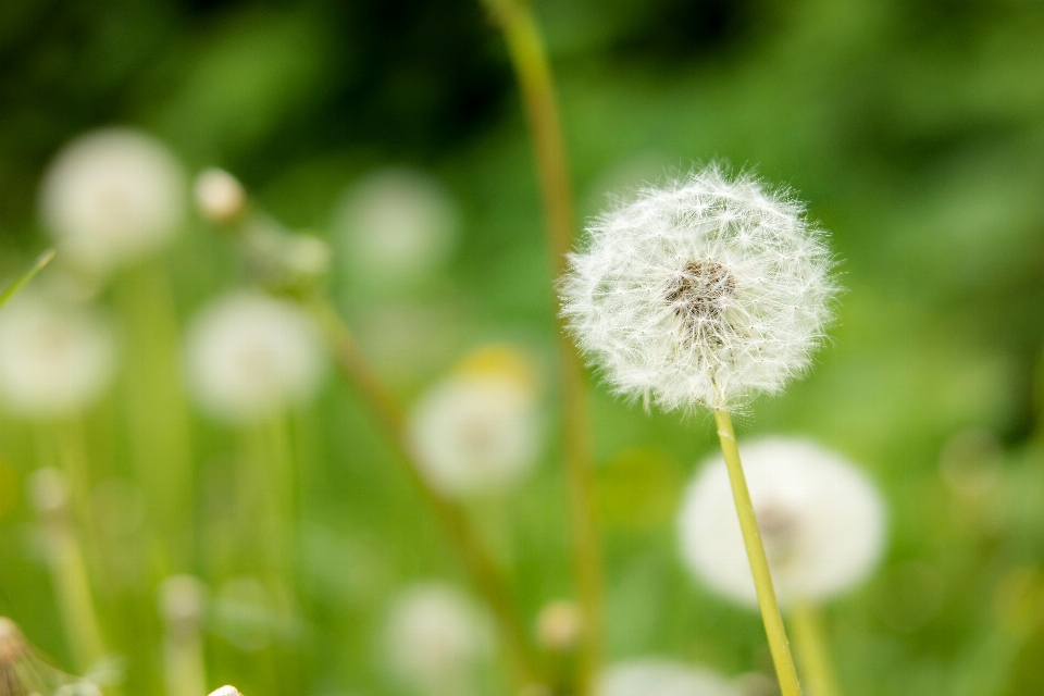 Natur gras bokeh
 anlage