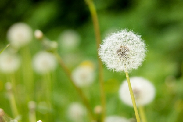 Nature grass bokeh plant Photo