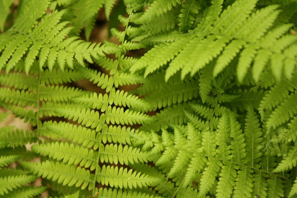 árbol naturaleza bosque rama