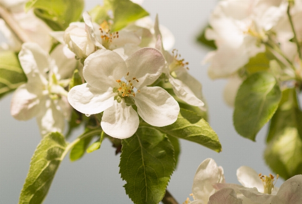 Apple tree nature branch Photo