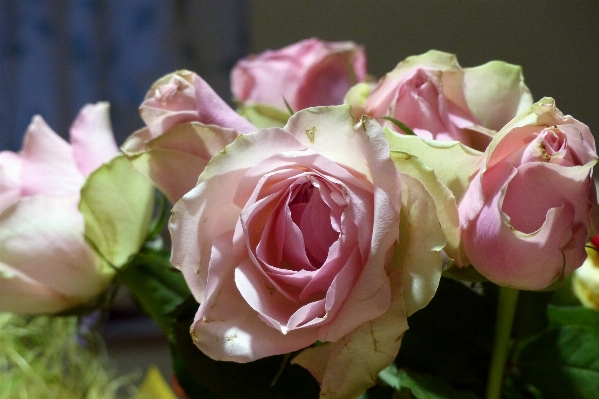 Blossom plant flower petal Photo