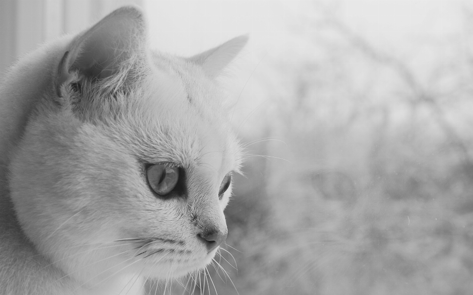 Schwarz und weiß
 weiss kätzchen katze