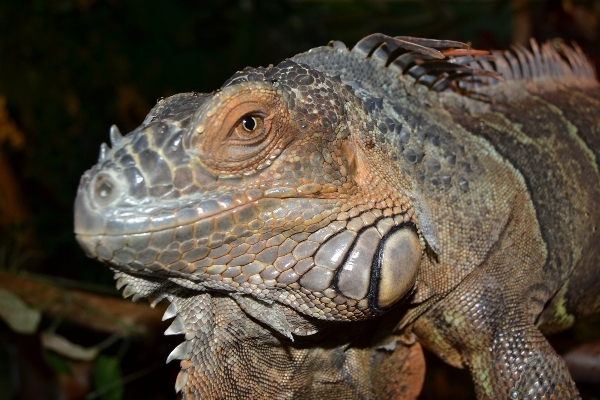 Foto Satwa margasatwa hijau reptil